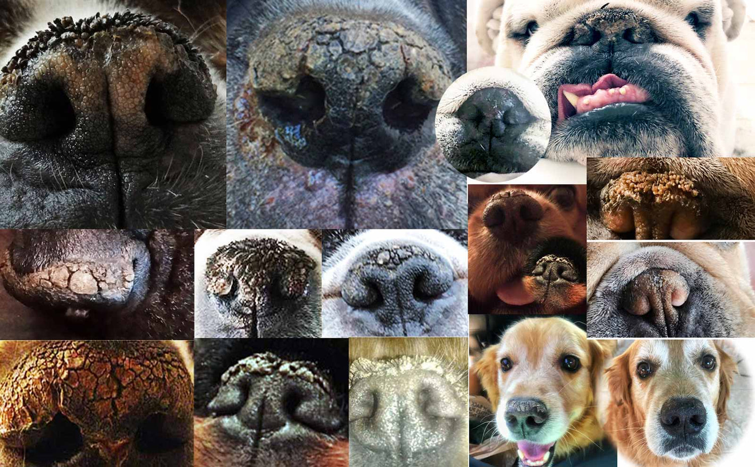 canine nasal hyperkeratosis